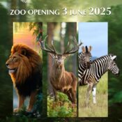 Aghaz Housing Sialkot Zoo Opening